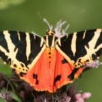 l'Euplagia Quadripunctaria en Baie Du Mont-Saint-Michel