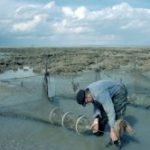 La pêche à pied en baie du Mont-Saint-Michel
